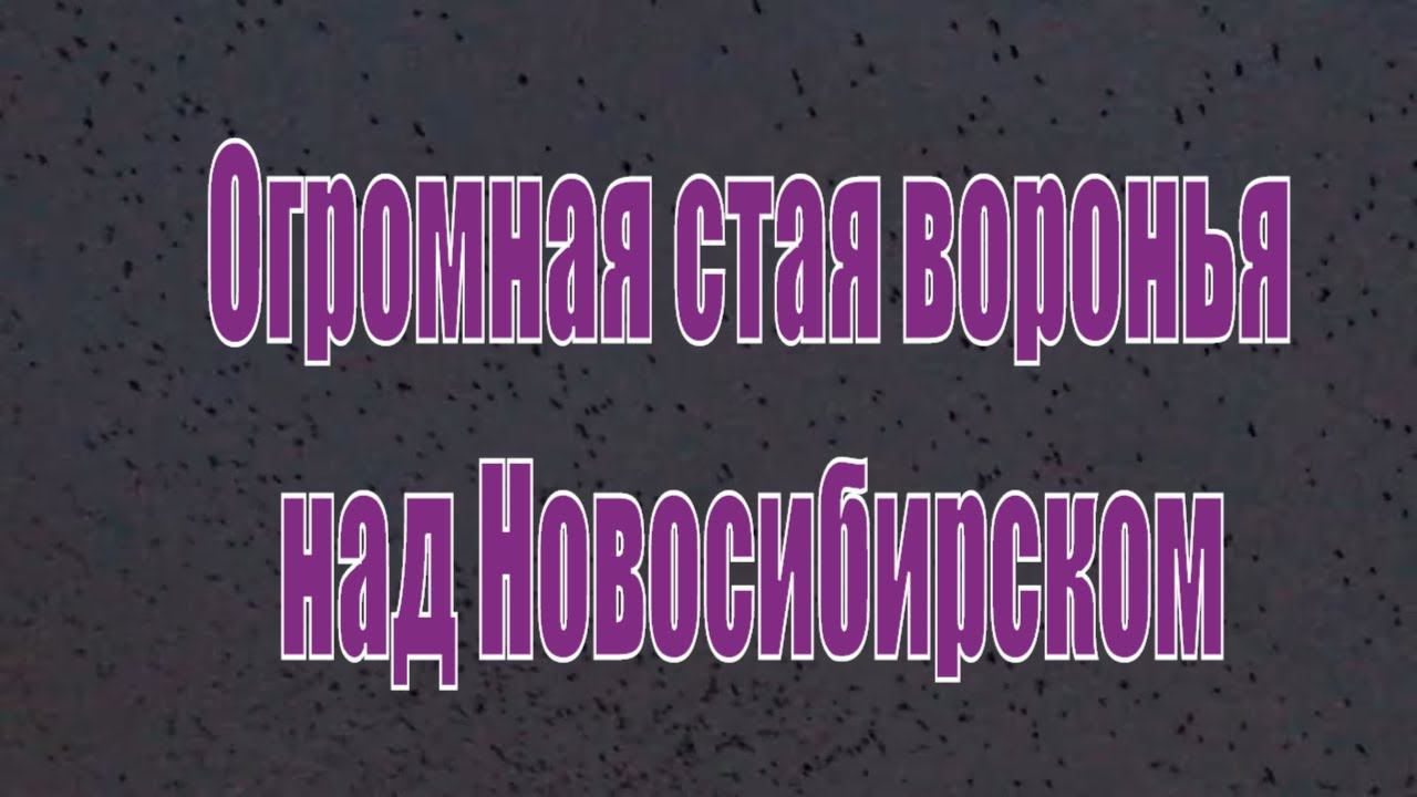 Огромная стая ворон. Птицы Сибири. Вороньё над Новосибирском.