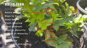 HOLLY FERN Information and Growing Tips! (Cyrtomium falcatum)