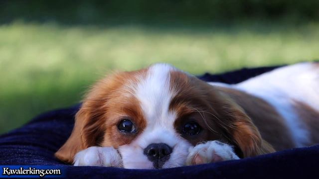 Малышка Виктория. Кавалер Кинг Чарльз Спаниель смотреть онлайн