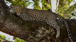 Black Panther VS Tiger- Black Jaguar Leopard VS Tiger Fight.