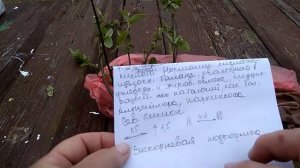 Посадка айвы японской-хеномелеса,для сада супер