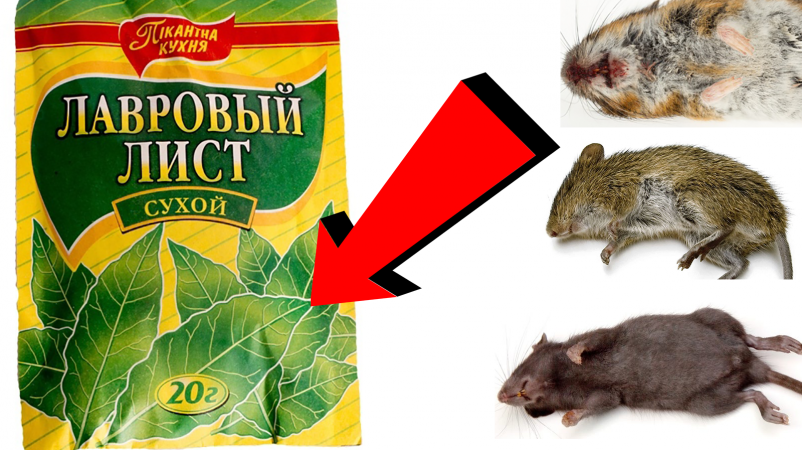 Как избавиться от мышей За 3 Секунды!