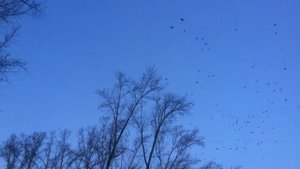 Грачи улетают на зимовку в теплые края.Птица грач летит  на юг.