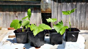 Ай да способ! Только ткнула смородина уже прижилась! Посадите смородину зелеными черенками в июне