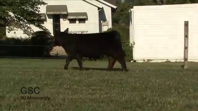 GSC 90 Monopoly смотреть онлайн