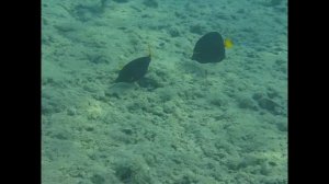 аквалангисты