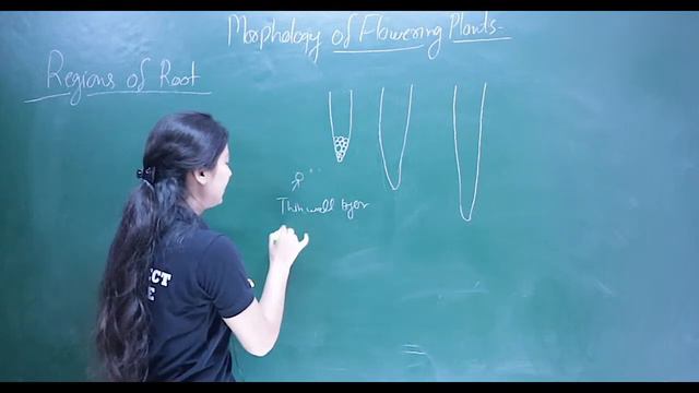 #1|Morphology of flowering plants | The Root | M.Sc Botany Entrance | CUET PREP UG & PG 2022