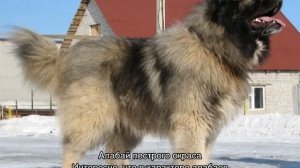 Кавказский алабай и овчарка: смесь, сравнение