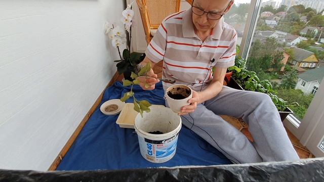 Замиокулькас сдох - ПОЧЕМУ? смотреть онлайн