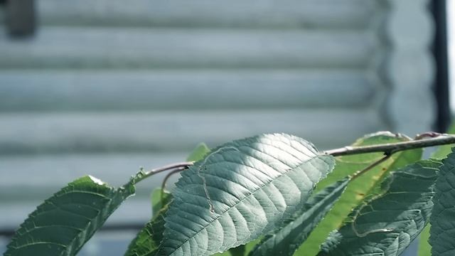 Комплексная система защиты! Шлифовка сруба, бревна, бруса. Покраска сруба,  теплый шов.