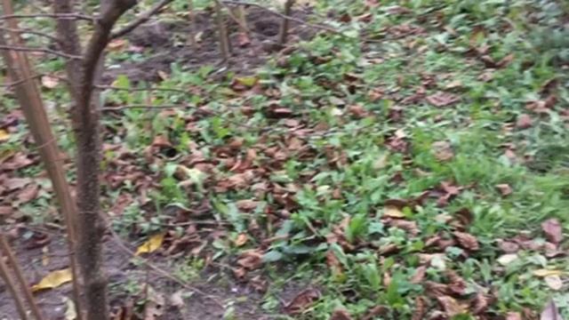 ЖИЗНЬ в ГЛУХОЙ ДЕРЕВНЕ. БЕЛАРУСЬ Саженцы и орехи смотреть онлайн