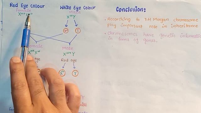 Chromosomal Theory Of Inheritance | Class 12 Biology