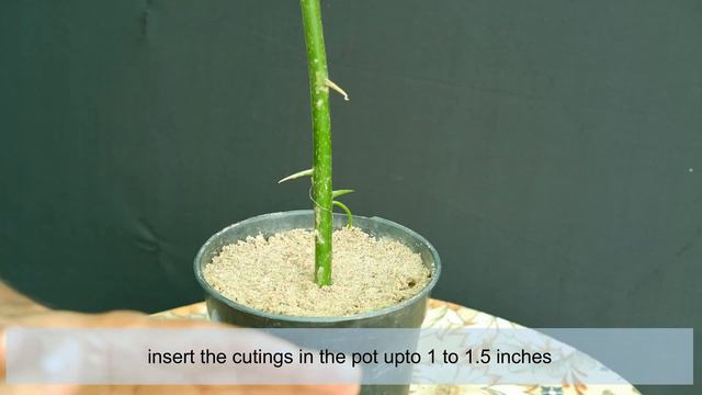 Bougainvillea Plant Propagation /Easiest Way to Grow from Cuttings смотреть онлайн