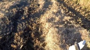 Охота на утку в рисовых чеках