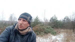 #клубника#агро#бизнес Валим большие деревья китайской бензопилой. Выпиливаем лес своими руками.