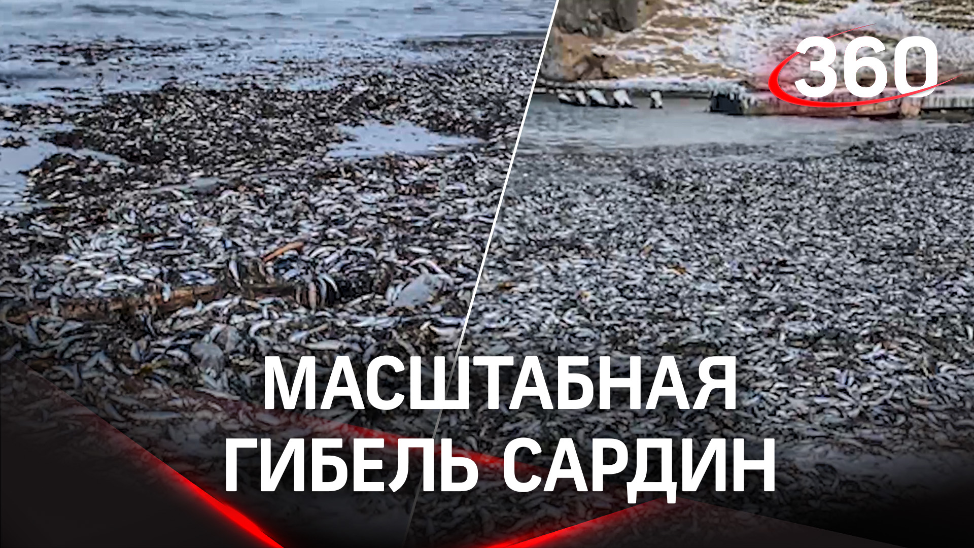Тысячи мёртвых сардин выбросило на берег острова Кунашир