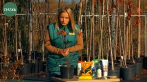 Гортензия: подготовка к зиме, обрезка, укрытие