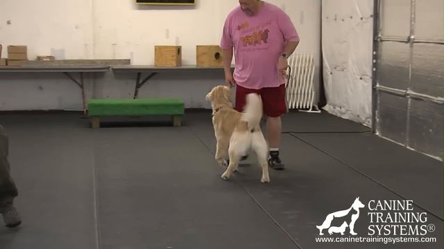 Training Through Pictures with Dave Kroyer - Nose Work 2 - The Search смотреть онлайн