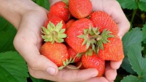 Почему не завязывается клубника и как с этим бороться.