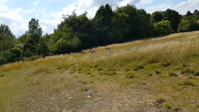 Самая маленькая лошадка в мире! Маленькая лошадка Май литл пони в реальной жизни! Животные для дете смотреть онлайн