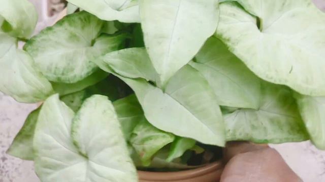 White Butterfly Syngonium plant Care॥Care for Arrowhead Plant॥सिंगोनियम के पौधे को इसतरह घना बनाए ।
