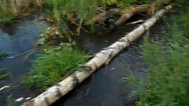ДЕСНОГОРСК ВОДОХРАНИЛИЩЕ. Рыба вся в СОЛИТЕРАХ,ПАРАЗИТАХ