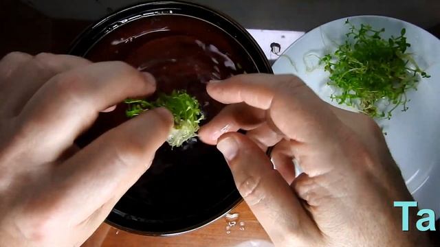 HOW TO plant Bacopa Monnieri - TC cup смотреть онлайн