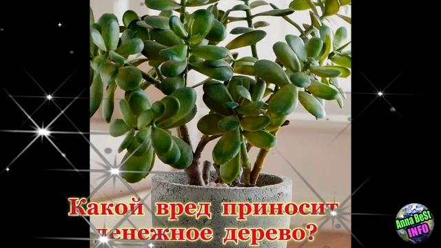 Срочно уберите это растение из спальни.