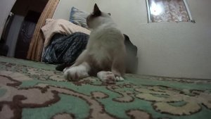 Необычный сиамский кот