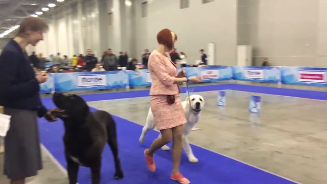 "Евразия-2017" 1 день. САО, кобели-чемпионы смотреть онлайн