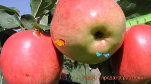Яблоня средний Скала (malus) ? средний яблоня Скала обзор: как сажать, саженцы яблони Скала