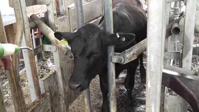 How to guide for oral drenching cattle Sterimatic & Hook Norton vets july 14 смотреть онлайн