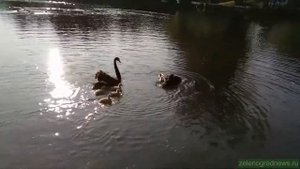 Лебеди с птенцами на Быковом болоте