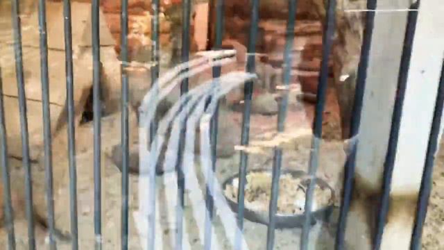 Зоопарк отеля «Ялта интурист» смотреть онлайн