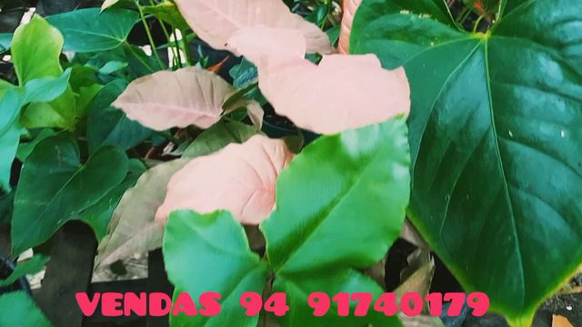 como comprar plantas sem sair zamioculca croton alocasia variegata caladium philodendron смотреть онлайн