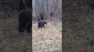 Решил погладить медведя