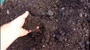 ПЕРЕСАДКА 3 Х ЛЕТНЕГО ИНЖИРА В ОТКРЫТЫЙ ГРУНТ