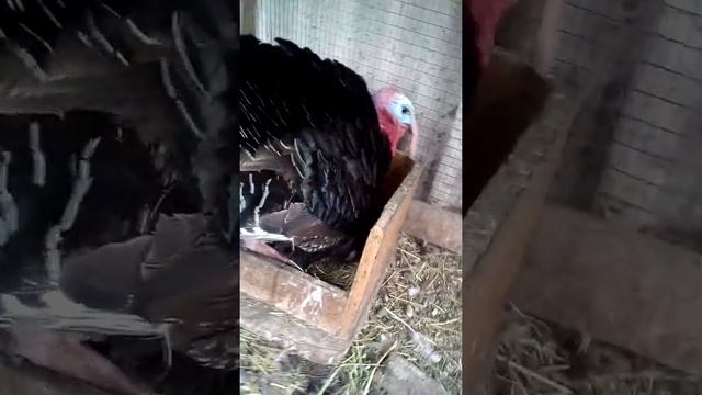 КАК САМЕЦ УЖЕ СКОРО ВЫЛУПИТ ИНДЮШАТ смотреть онлайн