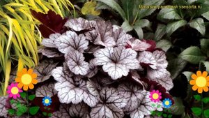 Гейхера Глиттер (Гейхера Glitter). Краткий обзор, описание характеристик, где купить, рассада