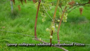 Сорт винограда Кишмиш Коктейль. ? Описание сорта винограда Кишмиш Коктейль.