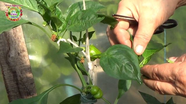 Без этого агроприёма урожай крупного сладкого перца не получишь смотреть онлайн