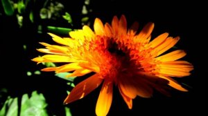 Мой фильм.wlmp.wlmp Календула - цветок Солнца !!!