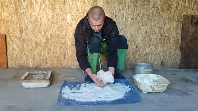 Выделка шкур кролика в домашних условиях. смотреть онлайн