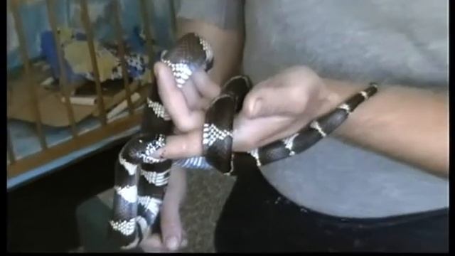 Питон и удав глотают поросенка,а королевская змея человека. смотреть онлайн