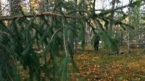 Охота на рябчика. Осенняя охота на рябчика с манком и собакой
