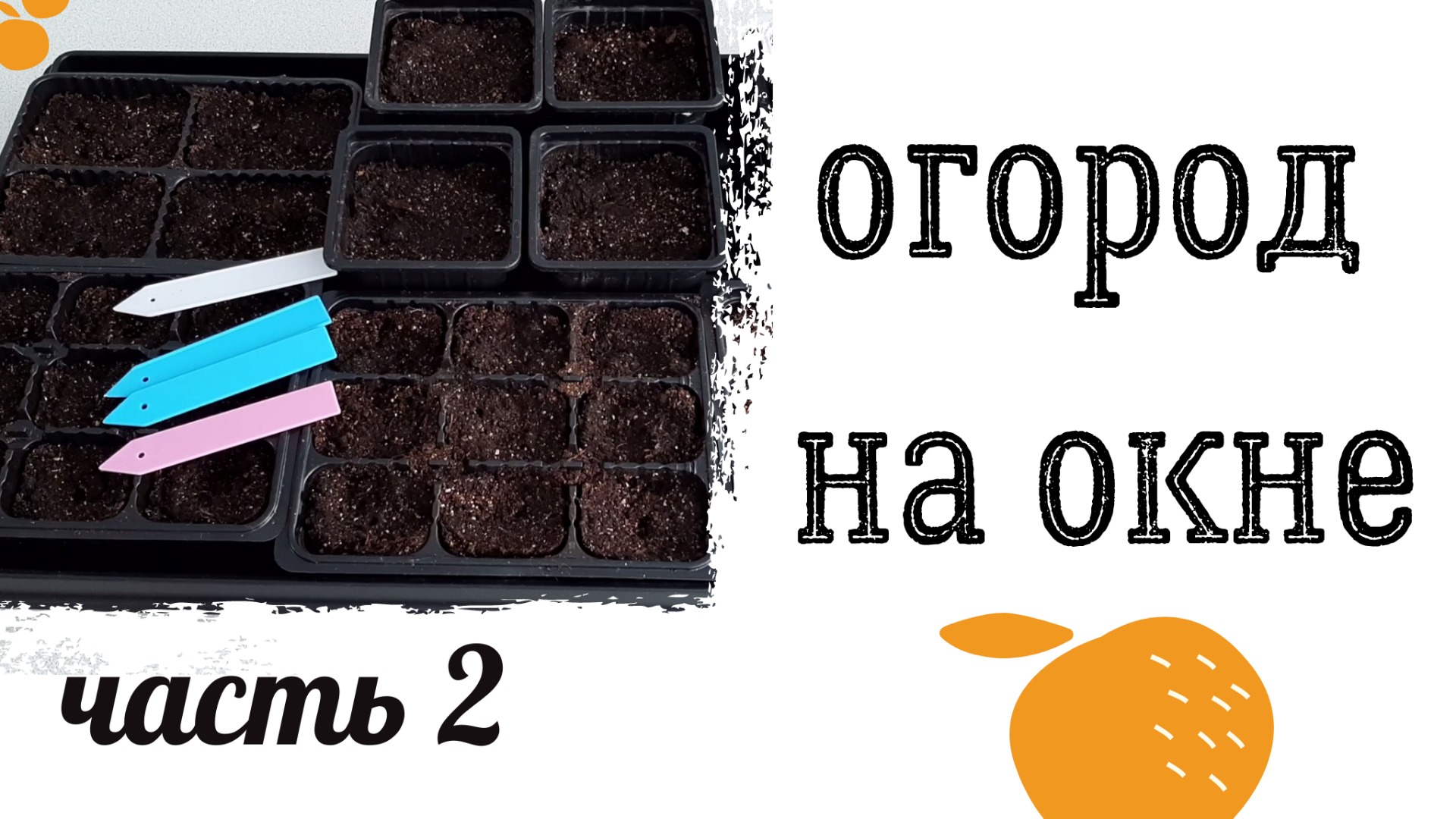 Огород на окне. Посев 15 января. Часть 2