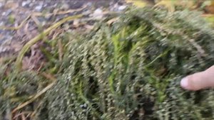 Делаю быстрое и дешёвое удобрение из опавших листьев?? Что не кладу в компост. Показываю результат!