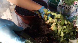 Рипсалидопсис погибает! Срочная пересадка!