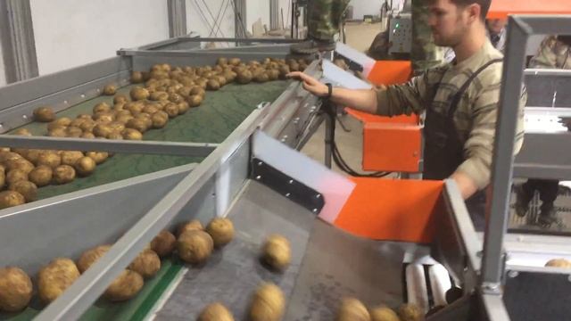 Линия сортировки картофеля