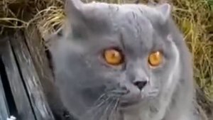 Говорящий смешной кот. Ругается на хозяина.